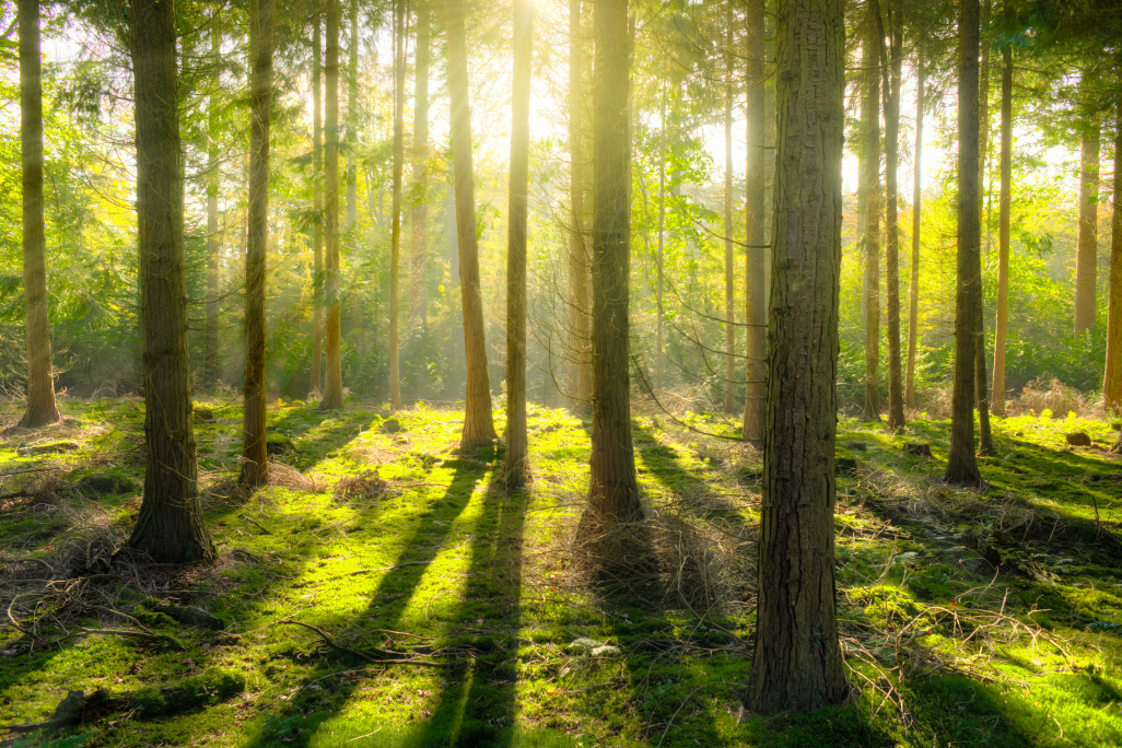 Green Forestry