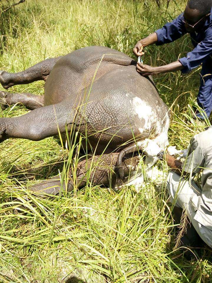 Emergency Wildlife veterinary care Emergency Wildlife veterinary care