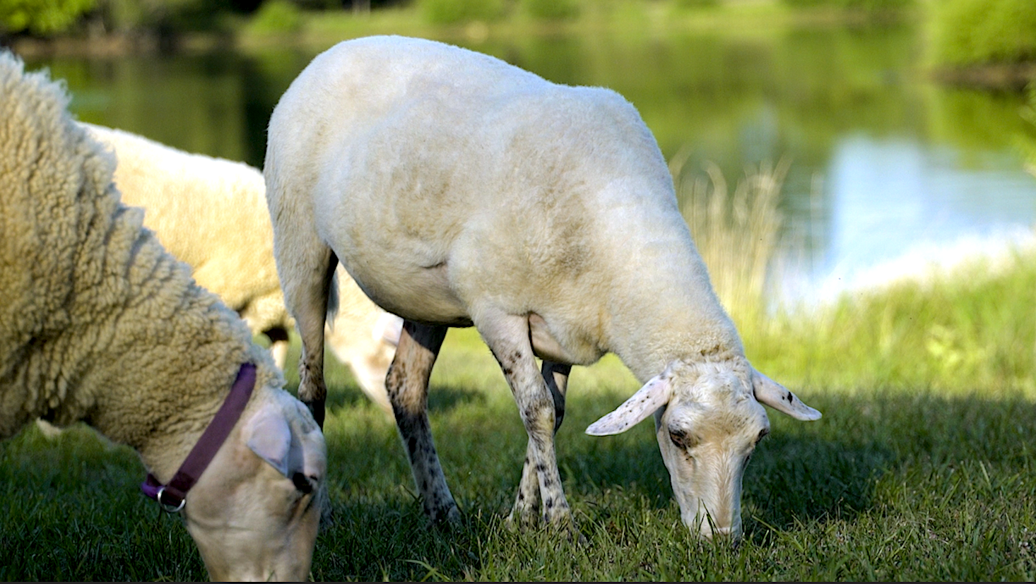 uc_stacked_images_elementor_2189af5_item4