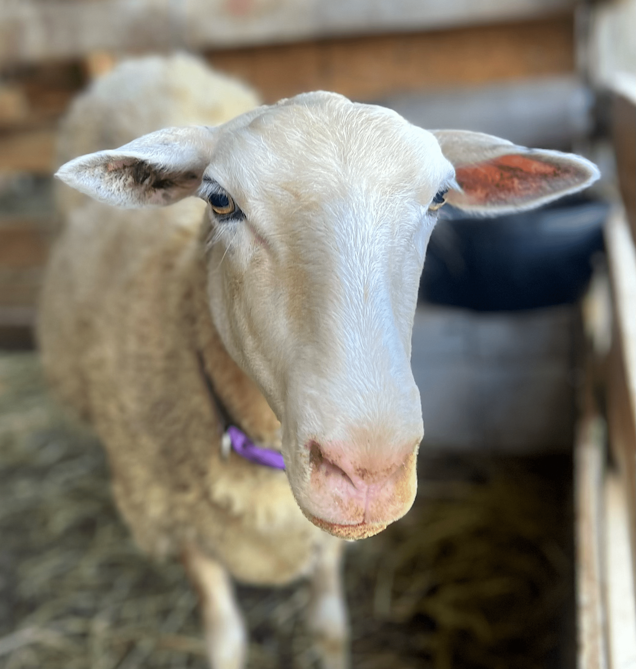 uc_stacked_images_elementor_2189af5_item5