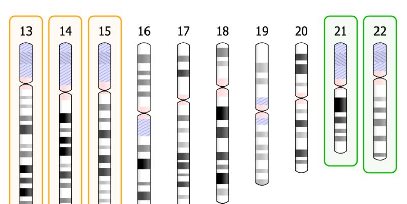 Use Custom Species Custom Genome Issue 120 Eweitz Ideogram Github - Stunning 4K Light Backgrounds | Free Download