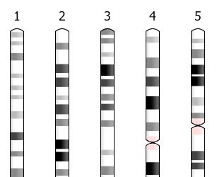 Research Software Ideogram Js - Classic Ocean Picture - High Resolution