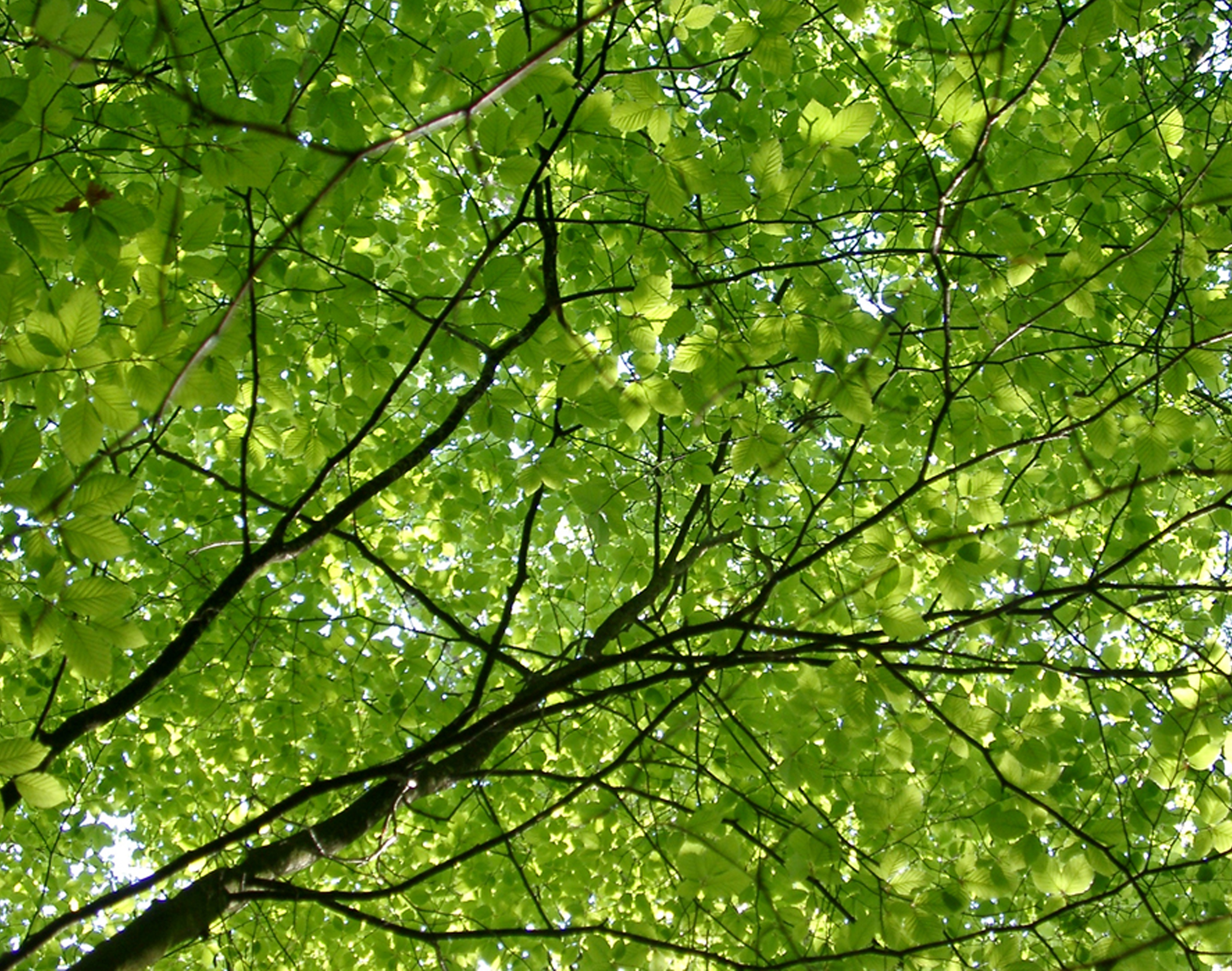 Plant a Tree in Ewing for America's 250th Birthday – Sustainable
