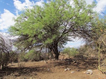 bosques nativos