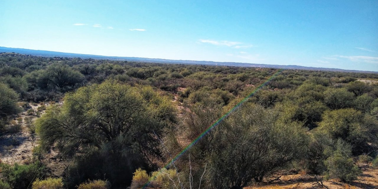 Bosques ¿Para qué?