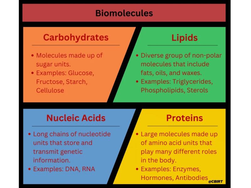 Biological Molecules Biomolecule Definition Structure Functions - Best Mountain Arts in Full HD