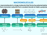 What Is Macromolecules Key Examples Explained