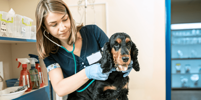 Waggy Tail Petcare