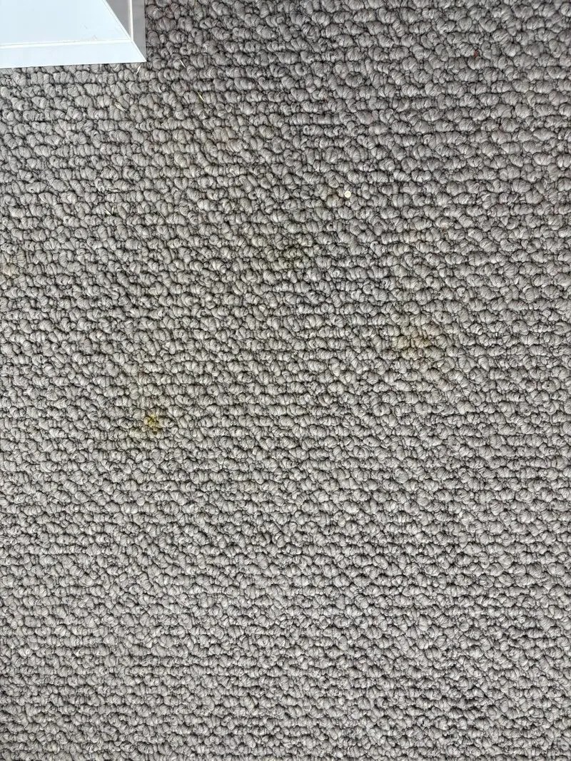 Before — wool carpet cleaning and pollen-stain treatment in Turner ACT