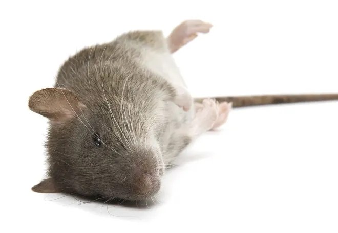 Dead animal removal melbourne