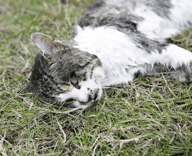 Dead animal removal melbourne