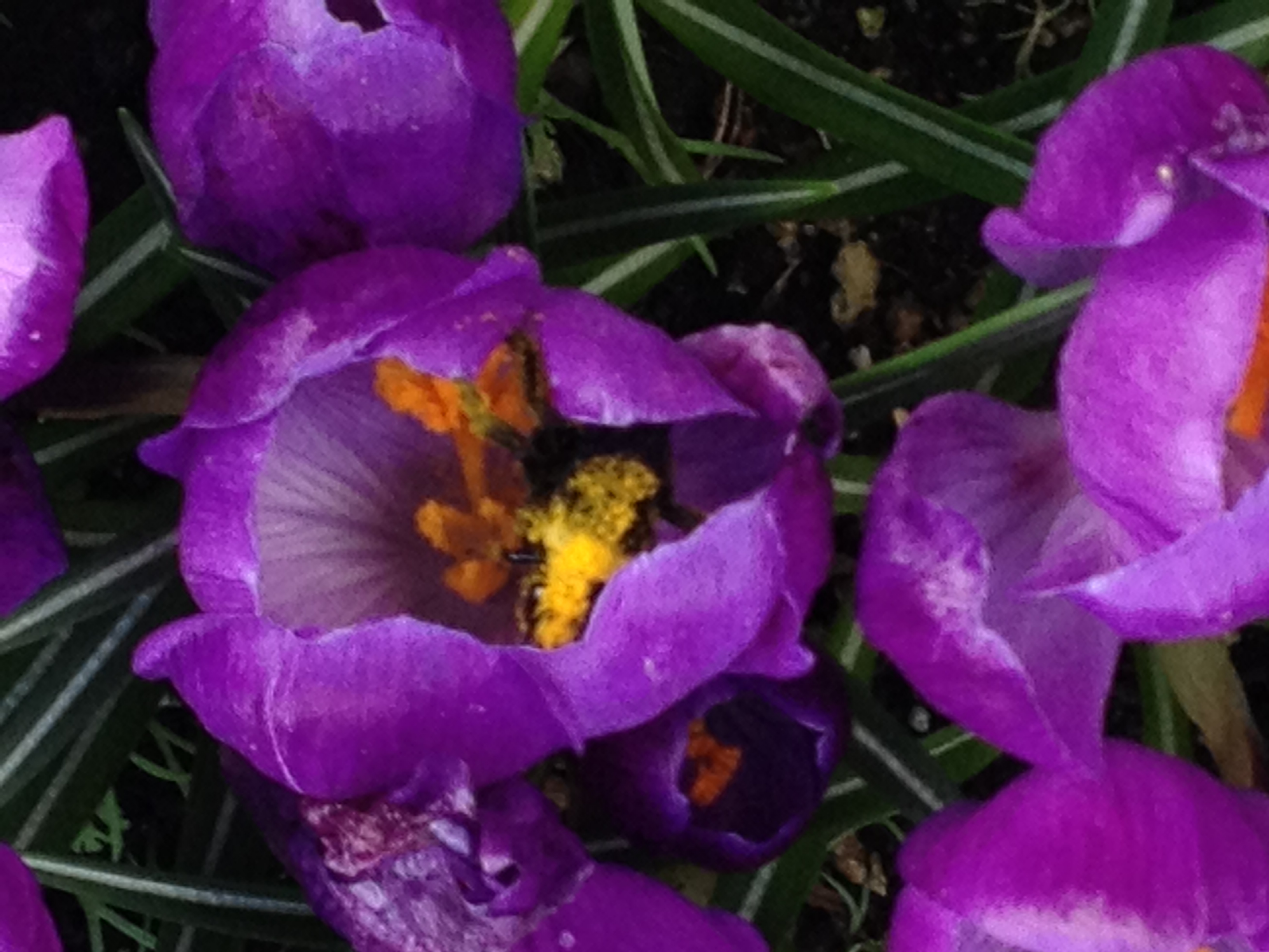 Spring