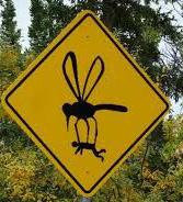 Mosquito