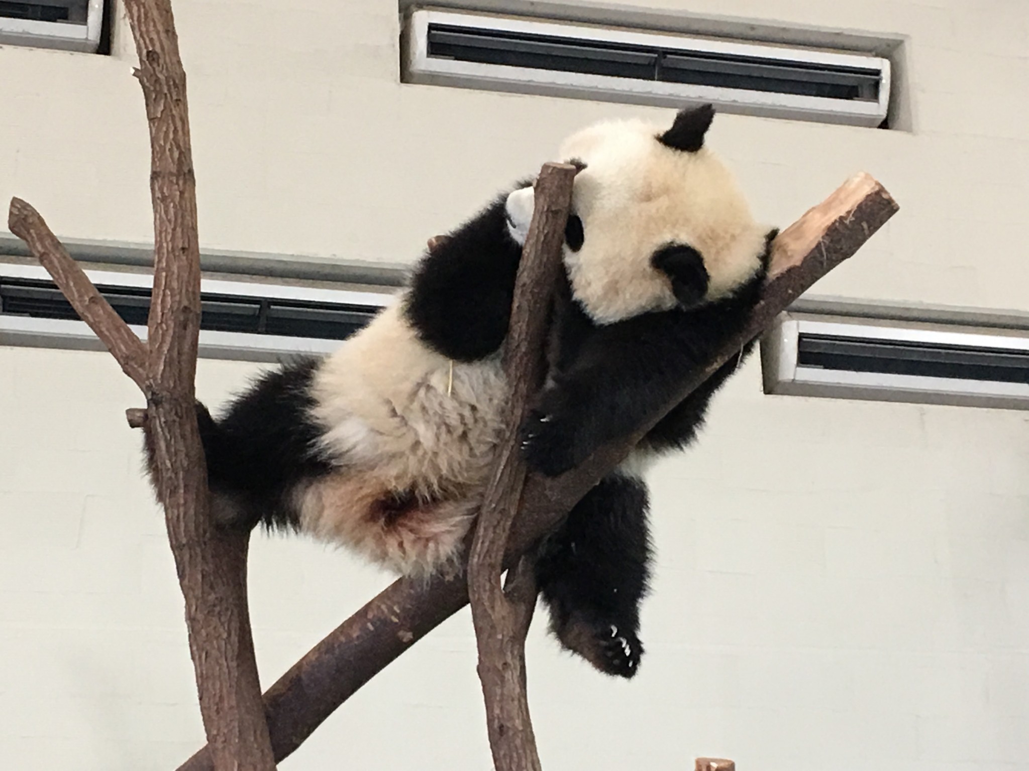 Panda Moments at Shirahama Japan