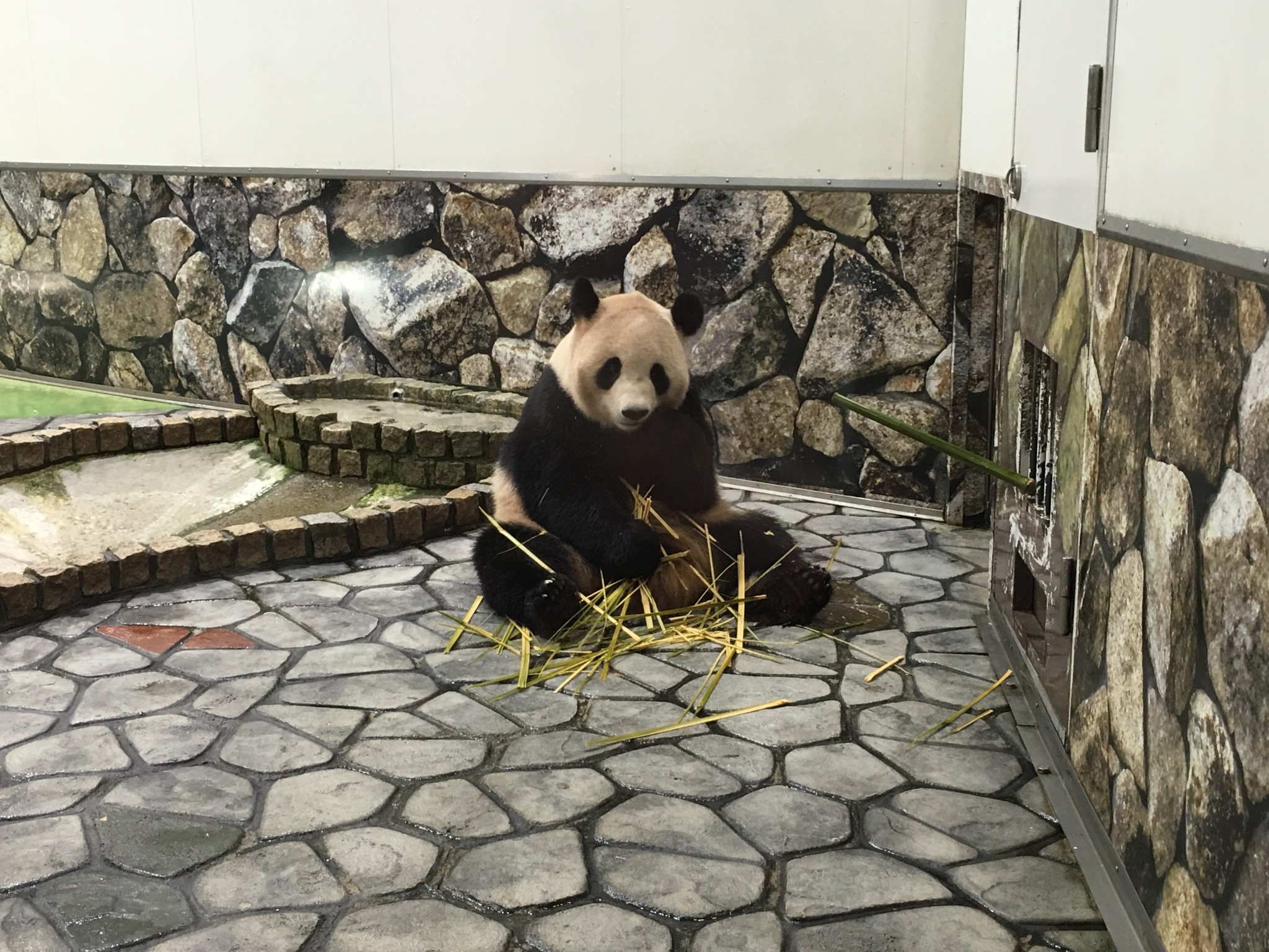 Panda Moments at Shirahama Japan