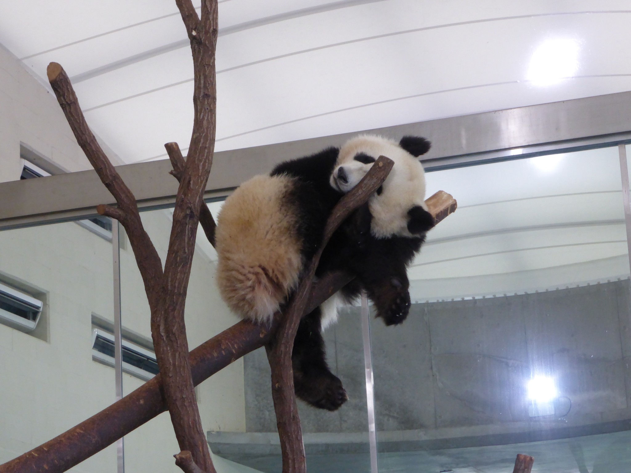 Panda Moments at Shirahama Japan