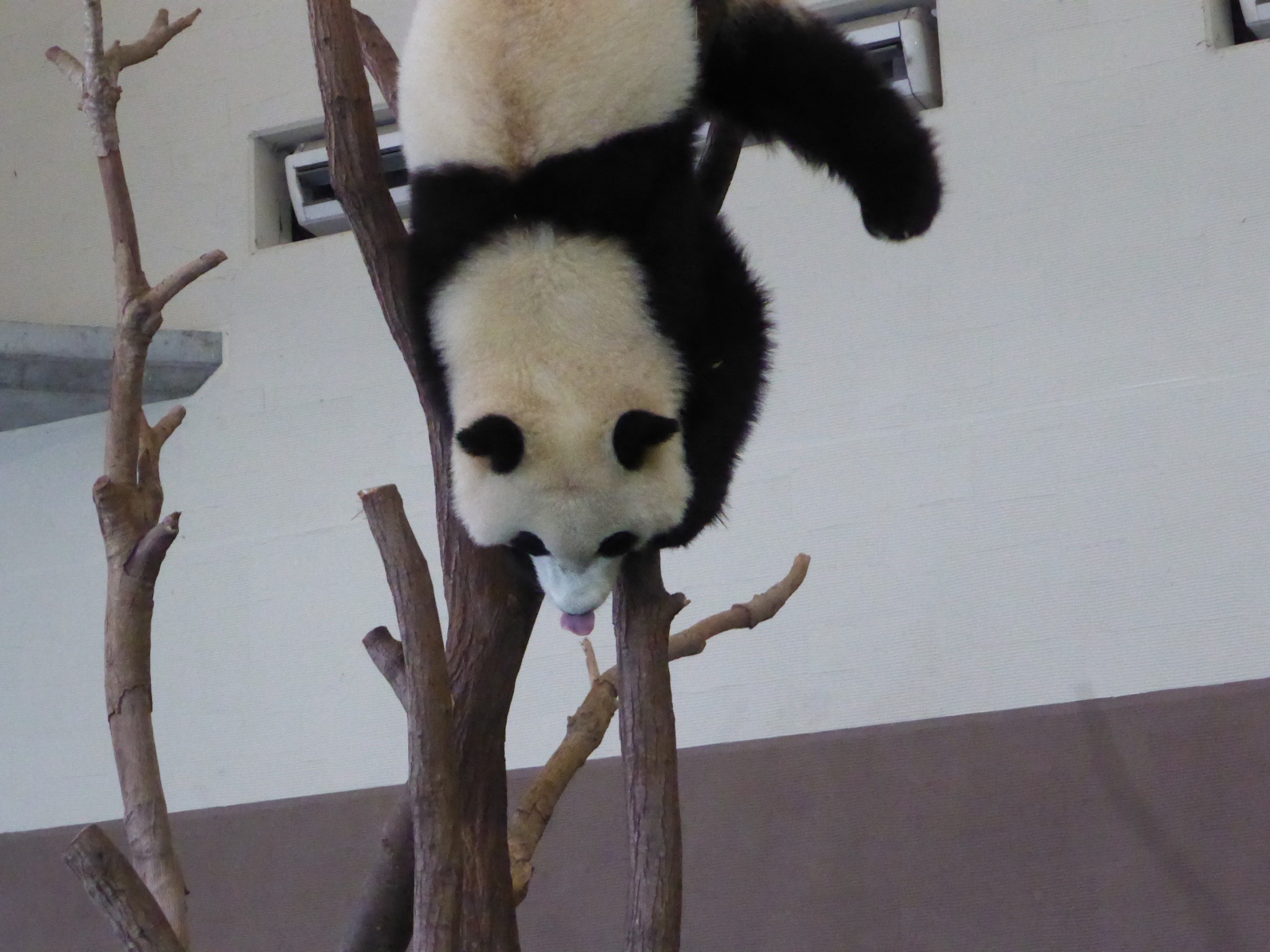 Panda Moments at Shirahama Japan