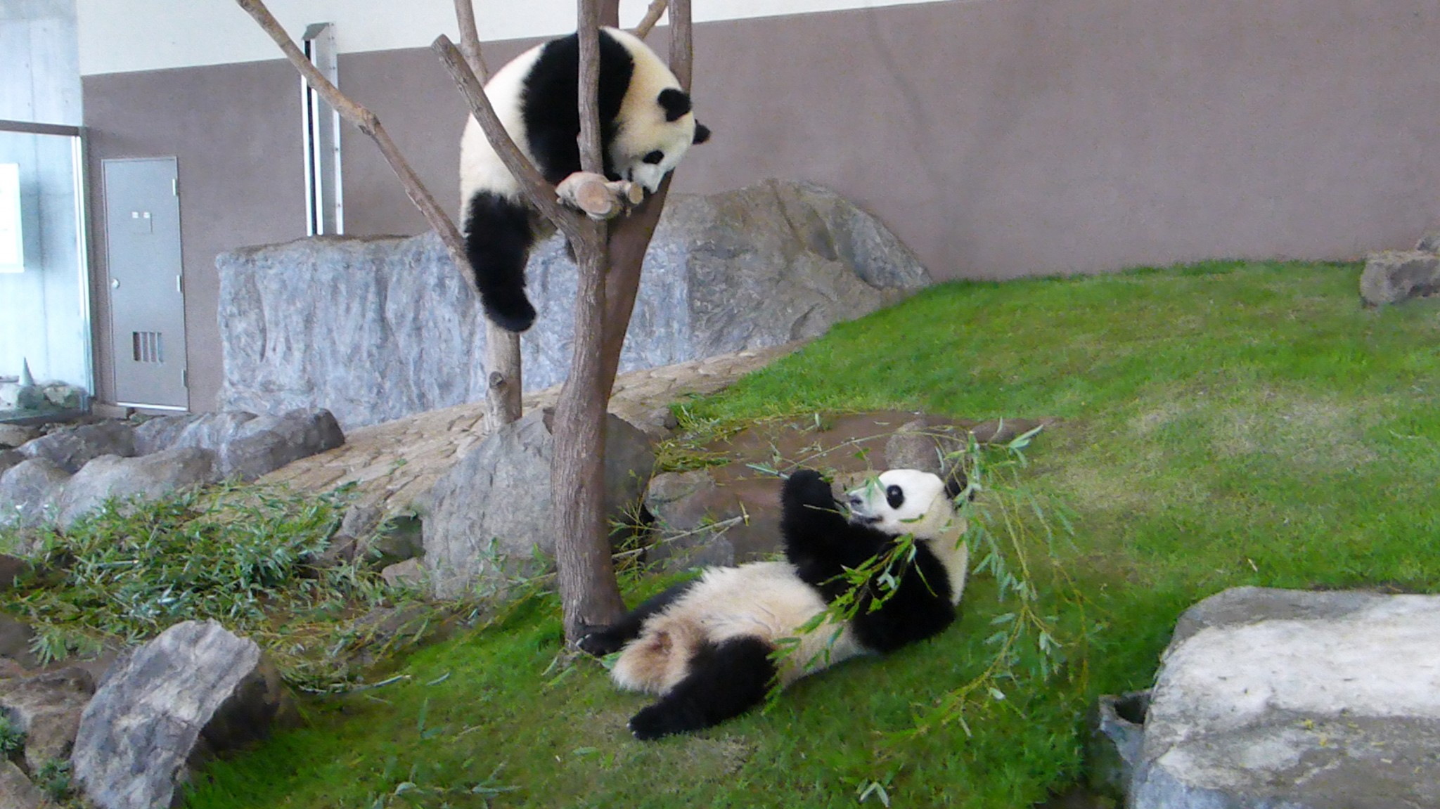 Panda Moments at Shirahama Japan