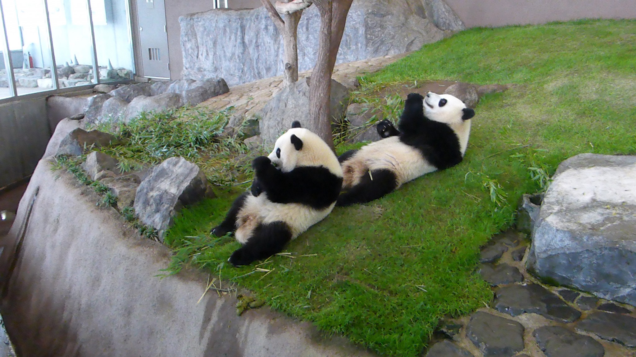 Panda Moments at Shirahama Japan