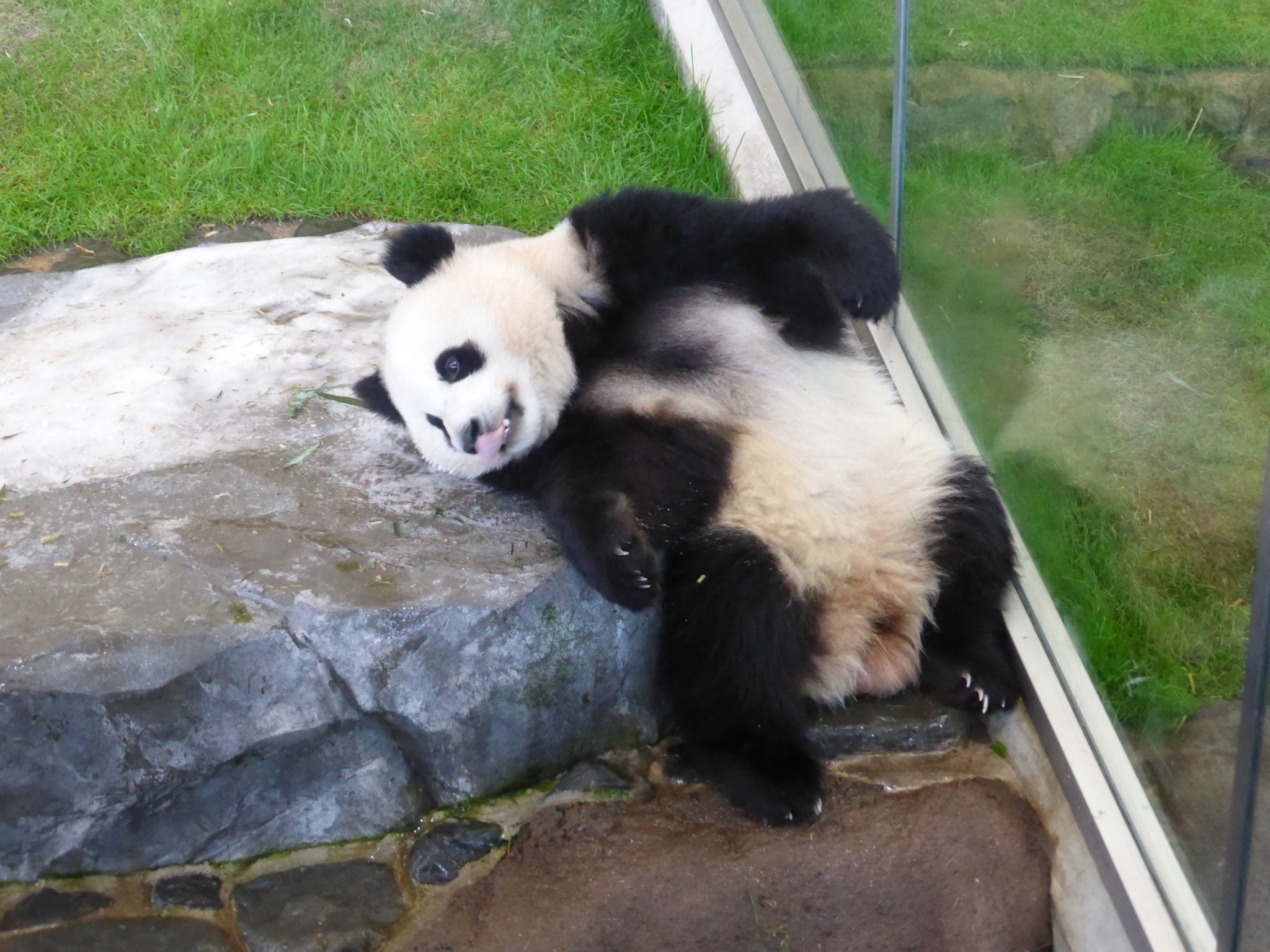 Panda Moments at Shirahama Japan