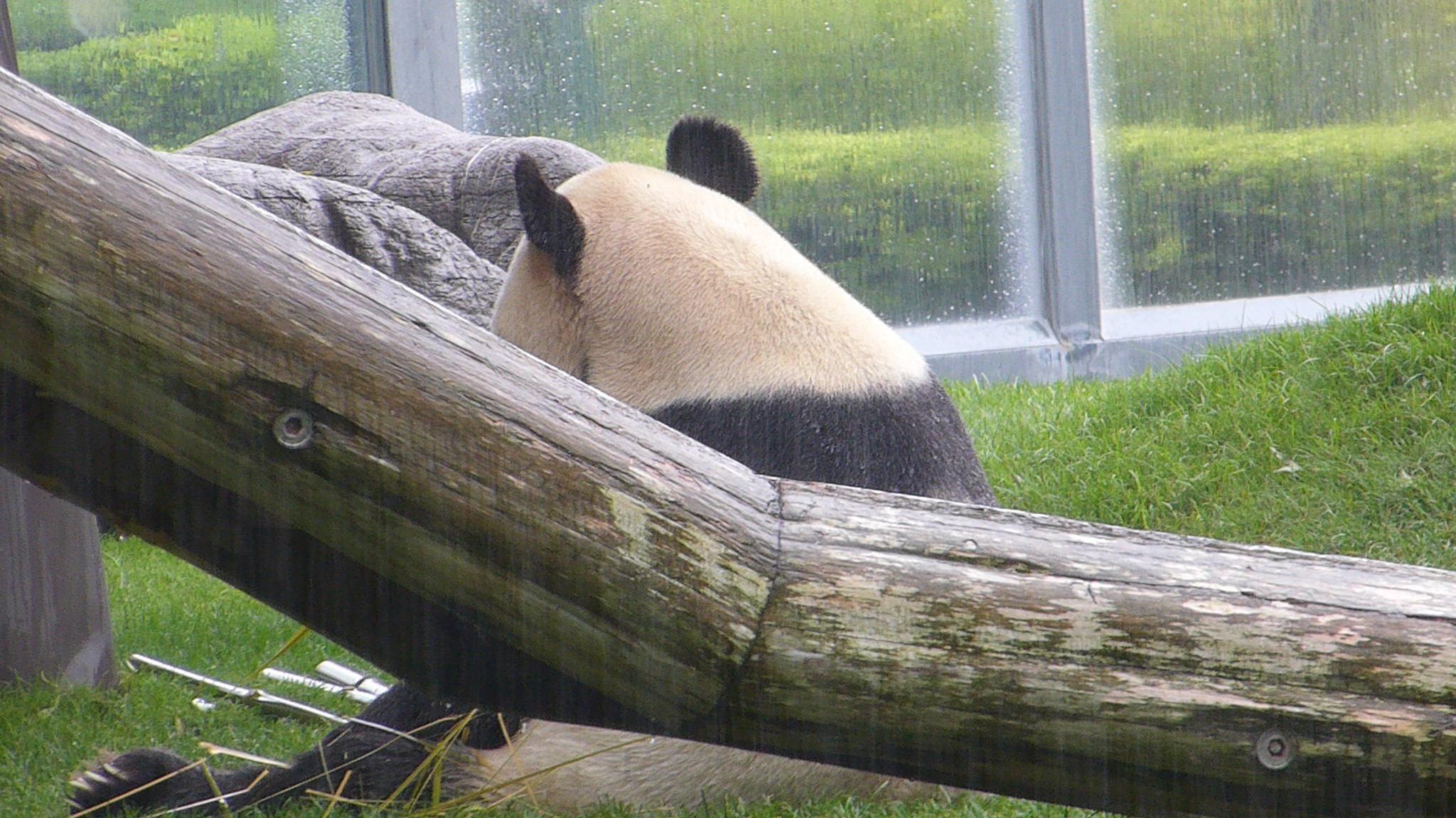Panda Moments at Shirahama Japan