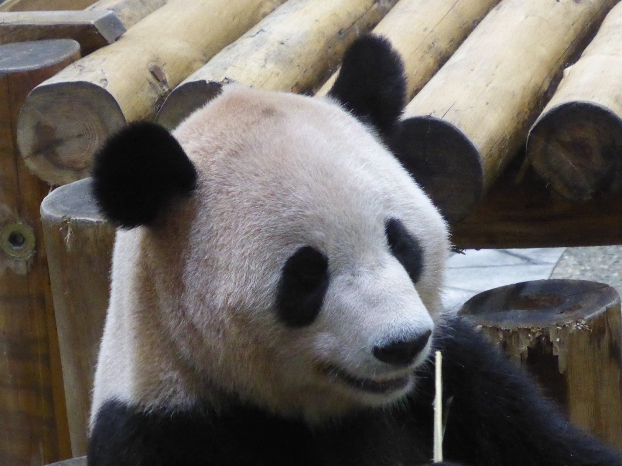 Panda Moments at Shirahama Japan