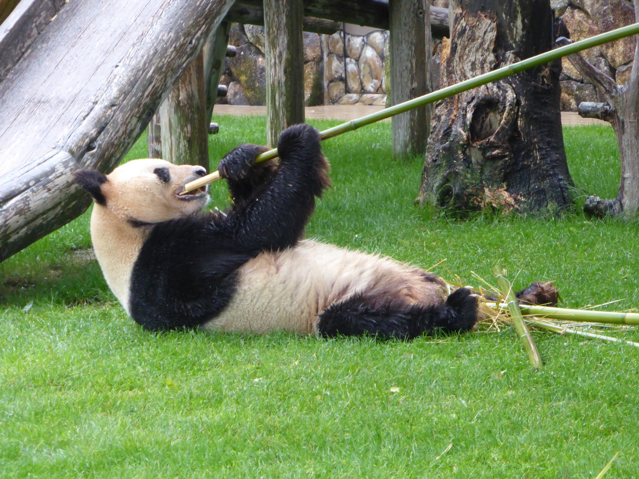 Panda Moments at Shirahama Japan