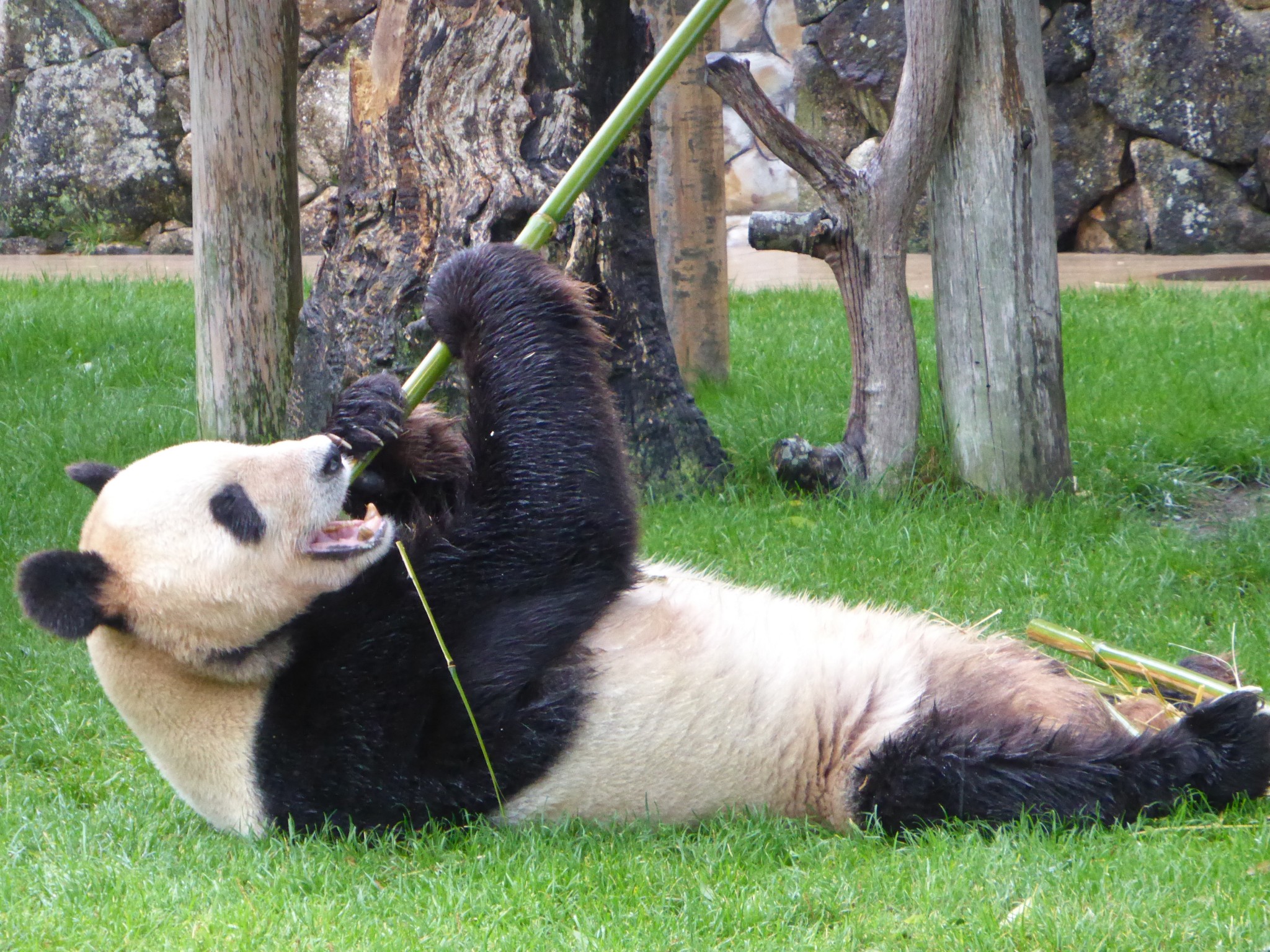 Panda Moments at Shirahama Japan