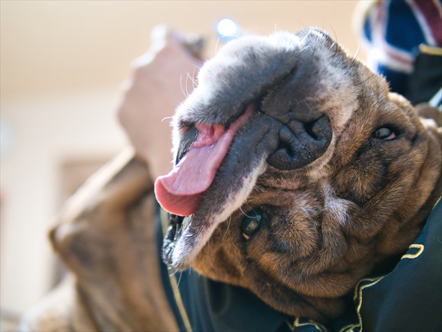 Jpirasutokbfbcl 犬 おなら びっくり マイク 6675 犬 おなら びっくり マイク Jpirasutokbfbcl 犬 おなら びっくり マイク 6675 犬 おなら びっくり マイク