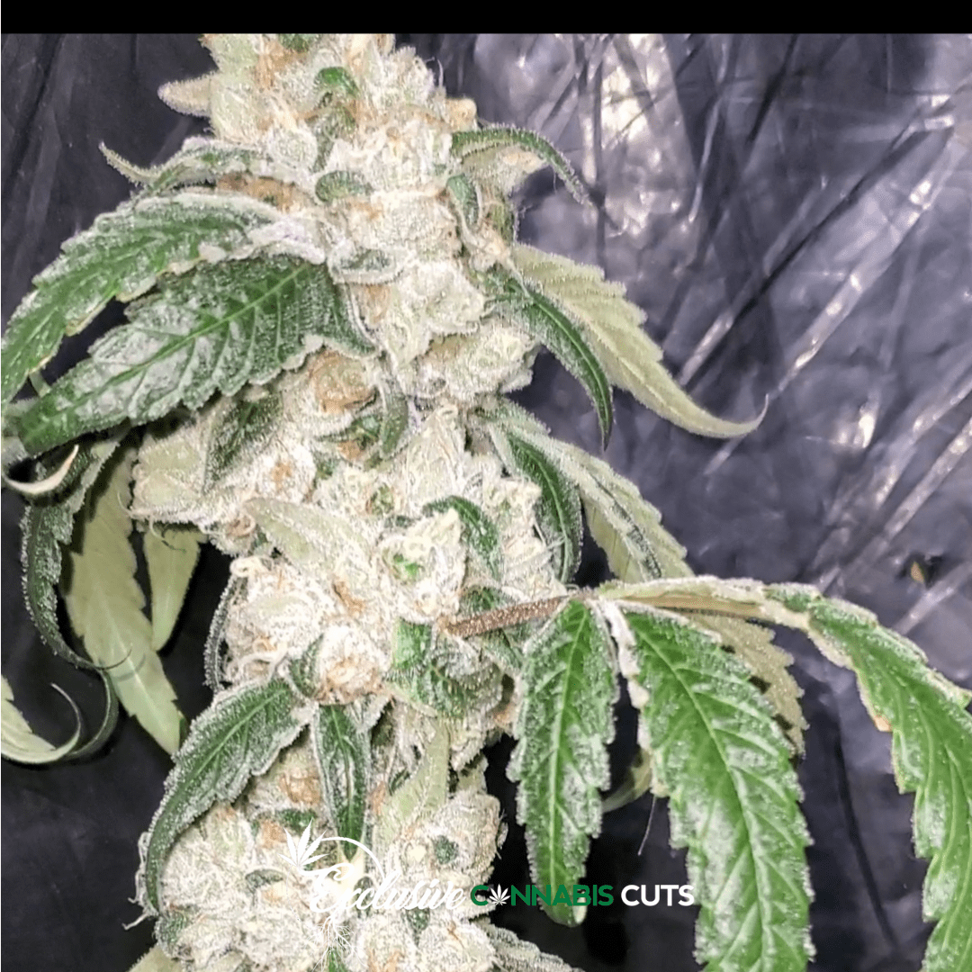 Kush Mints aka Kush Mintz Exclusive Cannabis Cuts