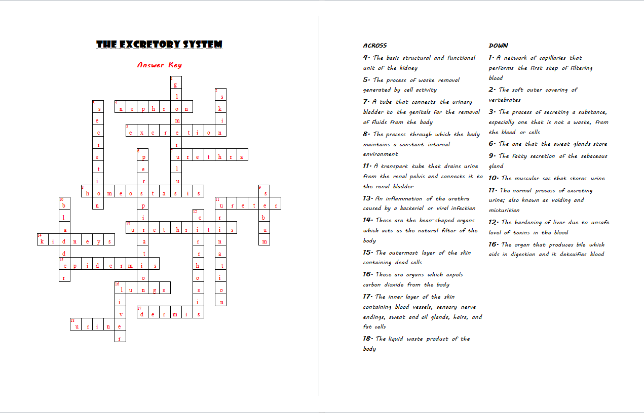Click the answer to find similar … The Excretory System Crossword Puzzle Answer Key The Excretory System