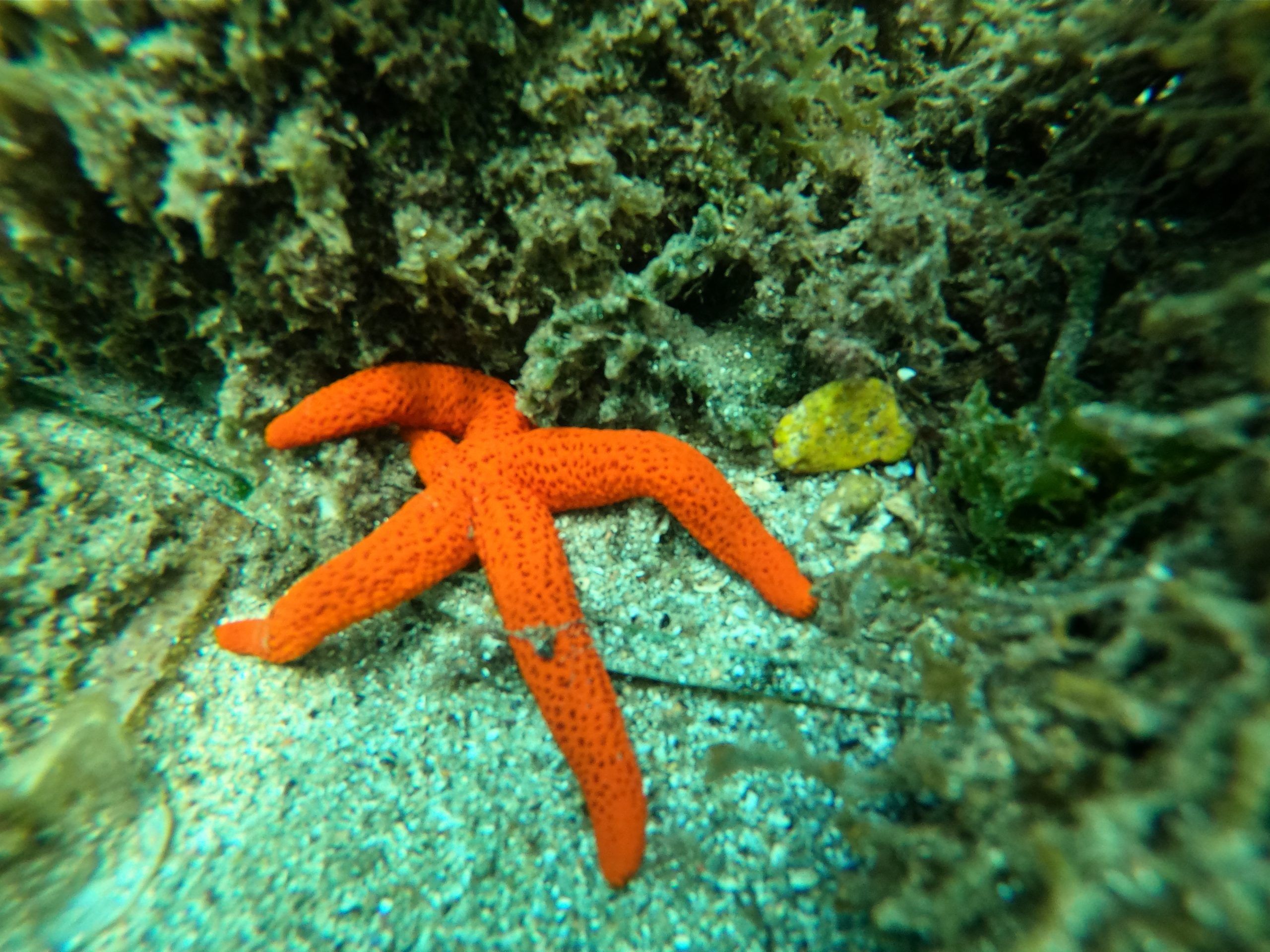 estrella de mar Cala S'Alguer