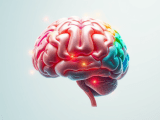 Mapping The Mind The Executive Function Brain Regions The Executive