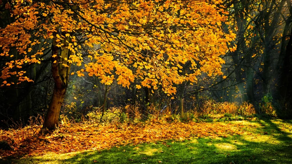 god-in-prosperity-and-adversity-yellow-tree A tree with yellow leaves and fallen leaves beneath it, standing on a bright green lawn, symbolizing the changing seasons of life.