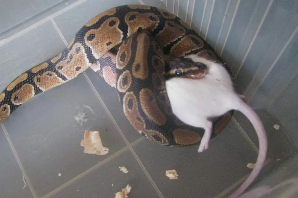 Do ball pythons bite? are they dangerous as pets?