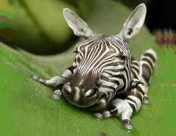 Free Gambar 15 Editan Foto Ketika Mata Hewan Ada Di Depan Seperti Manusia Terupdate by Lampung Hits