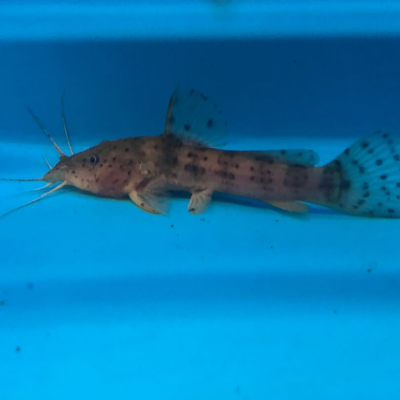 Dwarf giraffe nose catfish for sale - Exotic Fish Shop - 774-400-4598