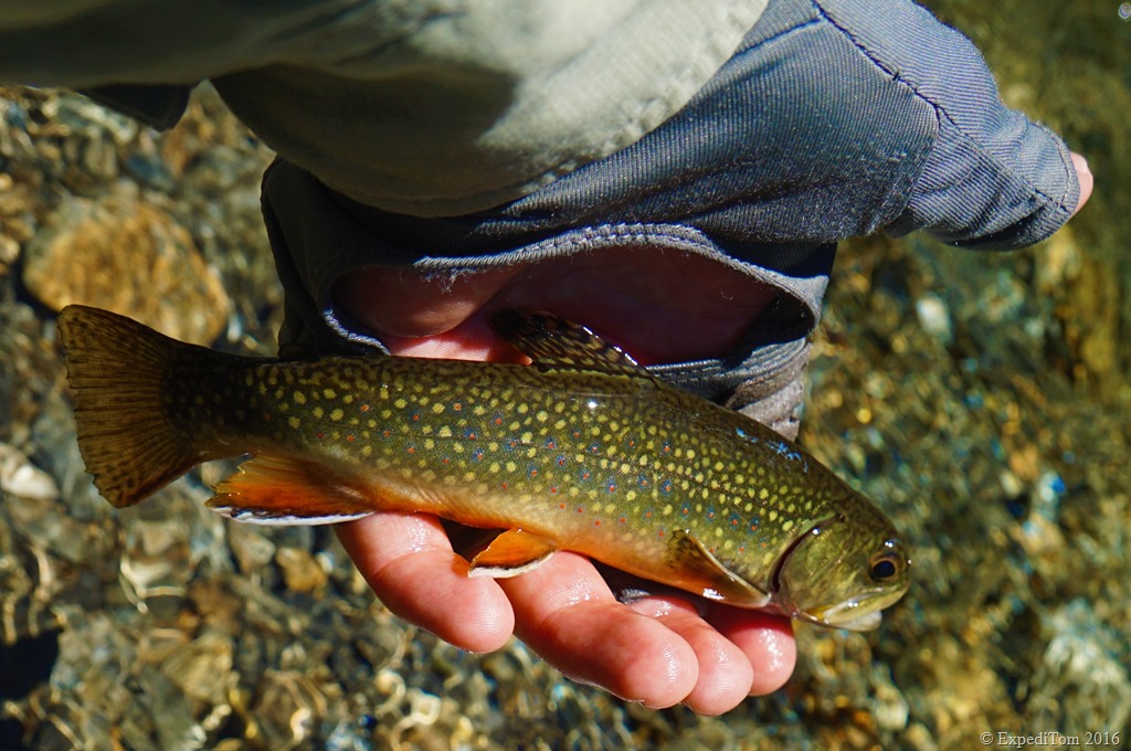 Fly Fishing the Swiss Alps guided by Firebelly ExpediTom