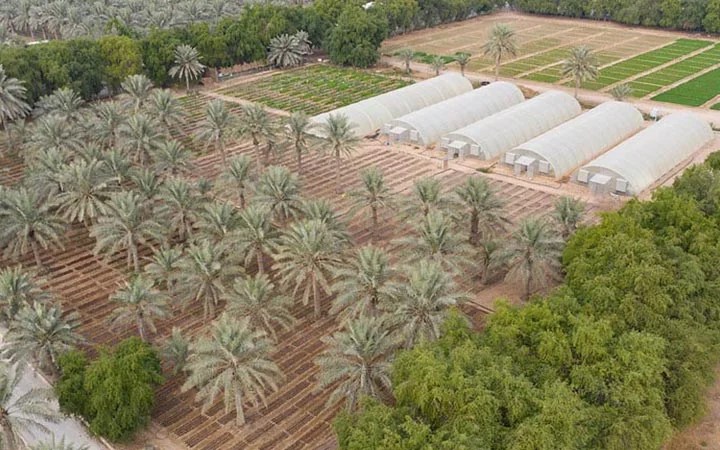 Aerial view of a Qatari Farm Experience with rows of palm trees, greenhouses, and lush green crops, surrounded by dense vegetation—perfect for discovering farm activities and exploring authentic agriculture.