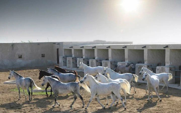 Group of Arabian horses running freely at Al Shaqab Equestrian Complex Doha Qatar