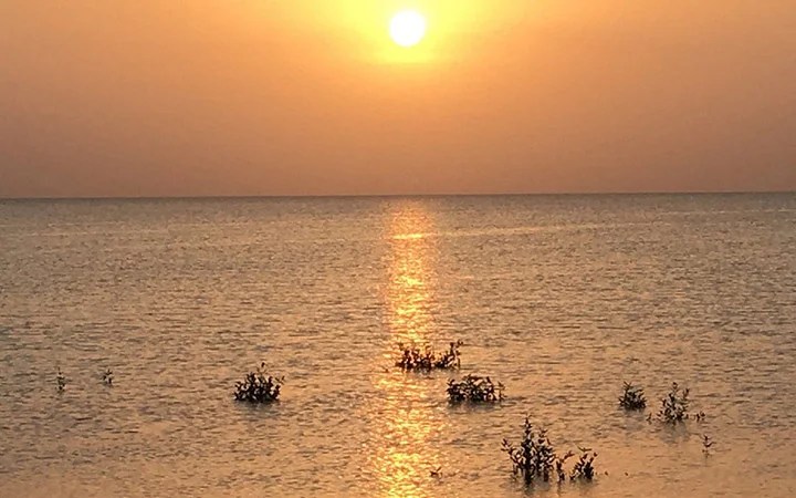 The sun sets over Simaisma Beach in Qatar, casting a golden reflection on the calm sea. Sparse green shrubs emerge from the shallow water in the foreground, beneath an orange sky.