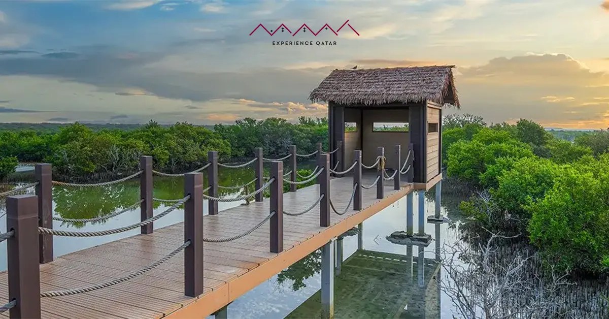 mangrove kayaking qatar