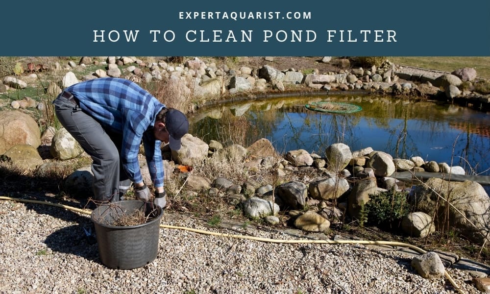 How Often People Clean Ponds Filters And Change The Water 