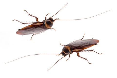 Cockroach Control