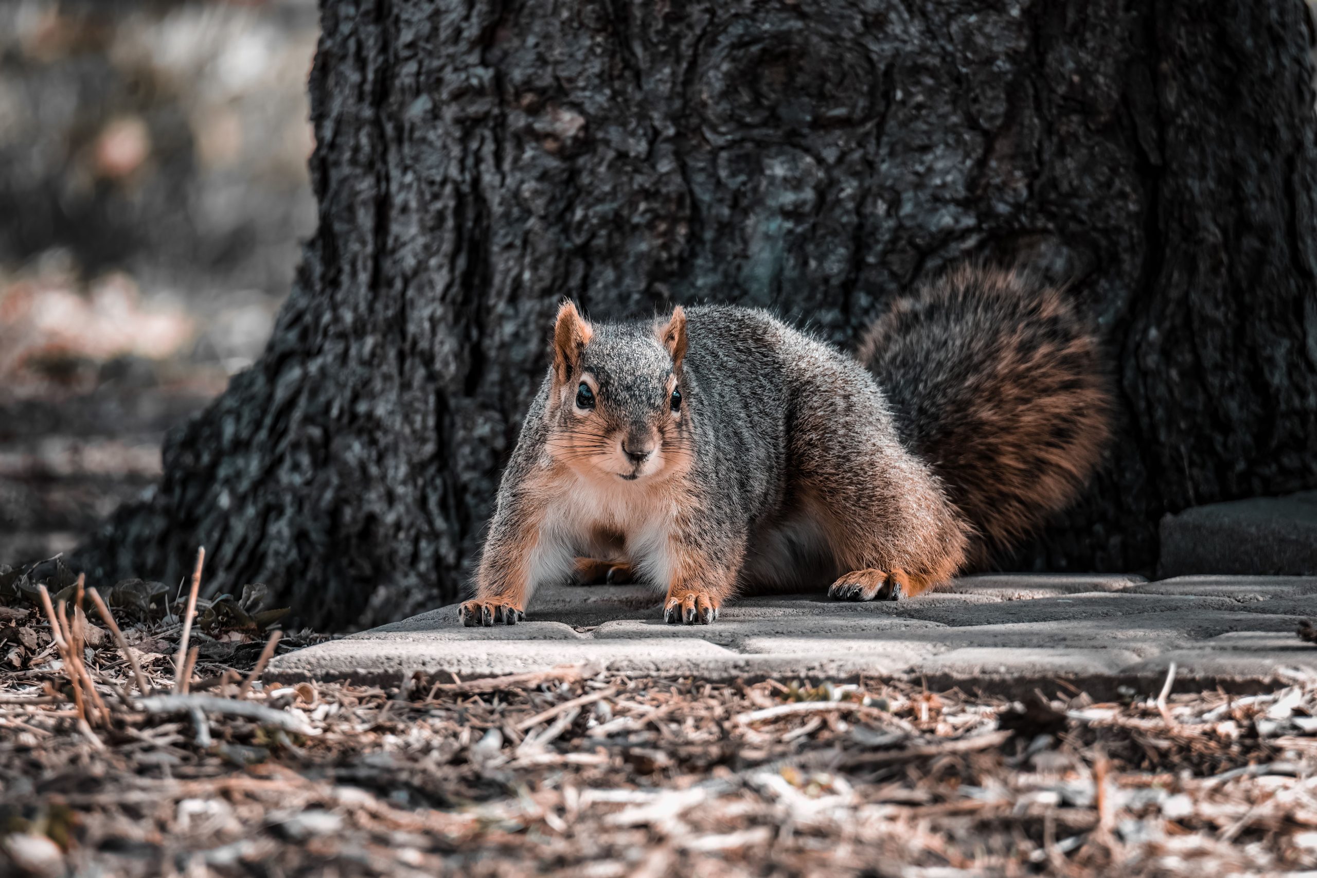 Squirrel Removal