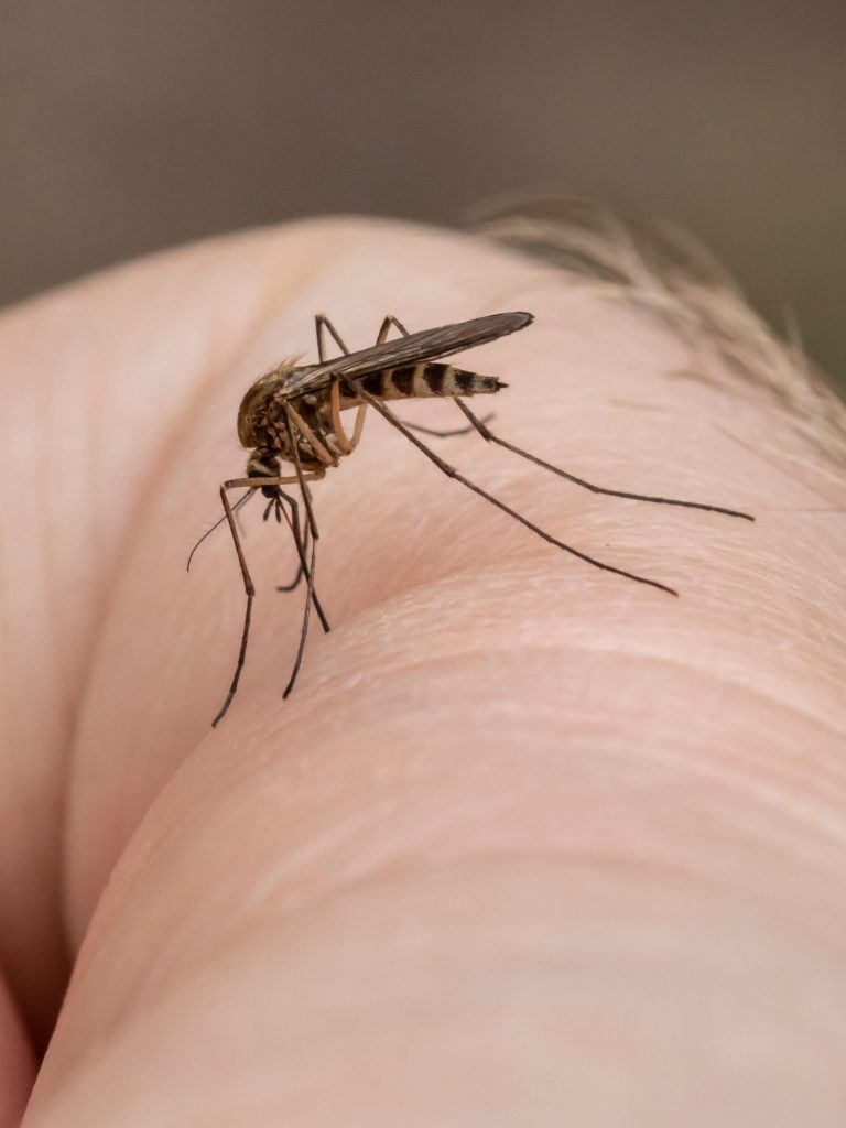 Mosquito Control Daecatur GA close-up of mosquito biting human skin