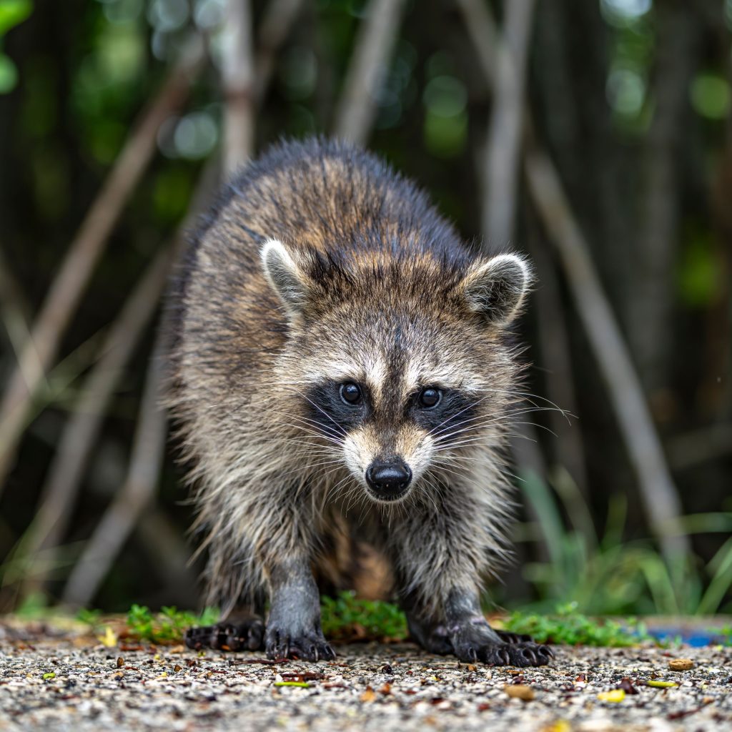 Close-up of a raccoon standing on a gravel path with blurred forest Wildlife Removal In Decatur