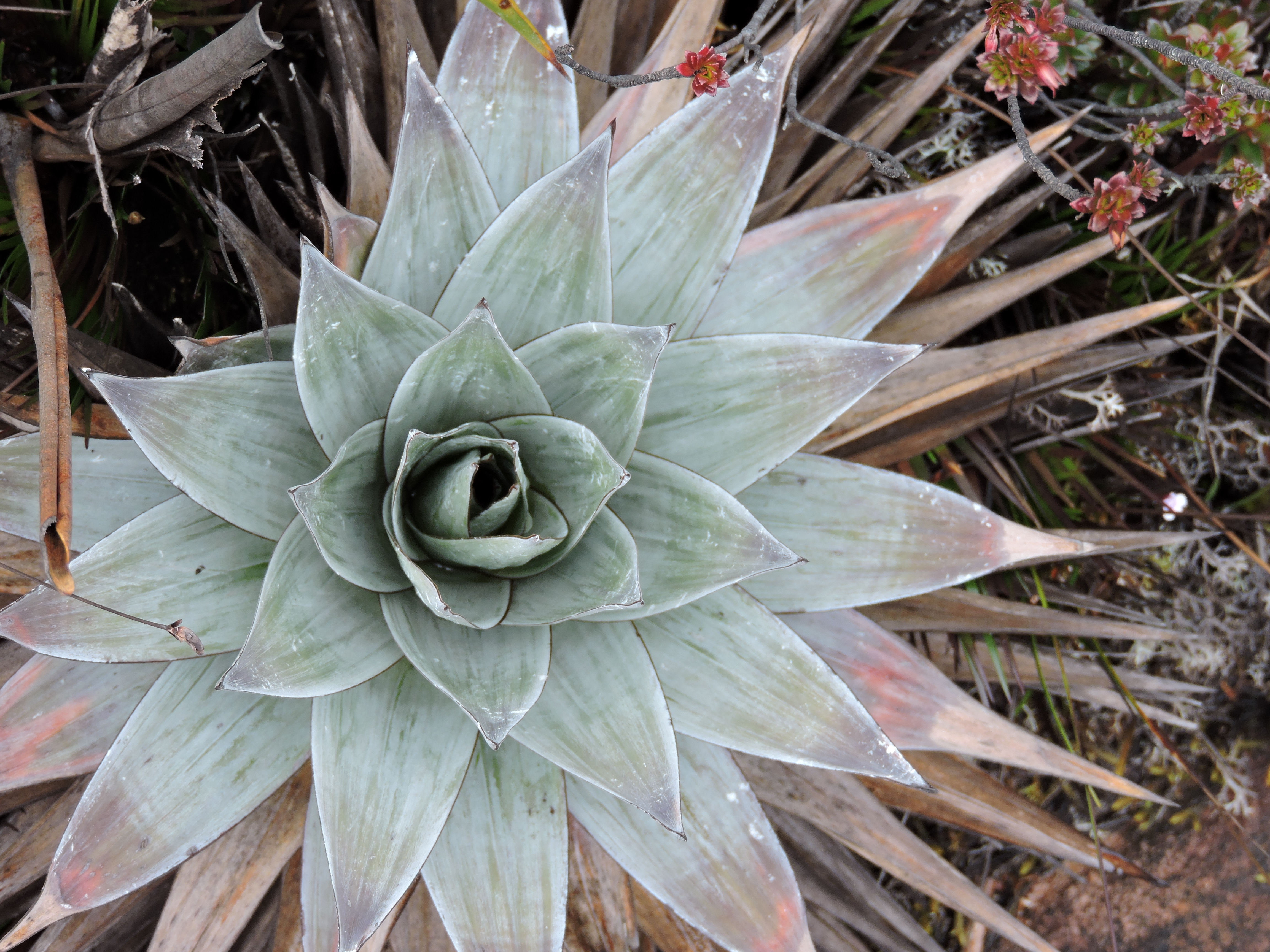 Flora Tipica do topo