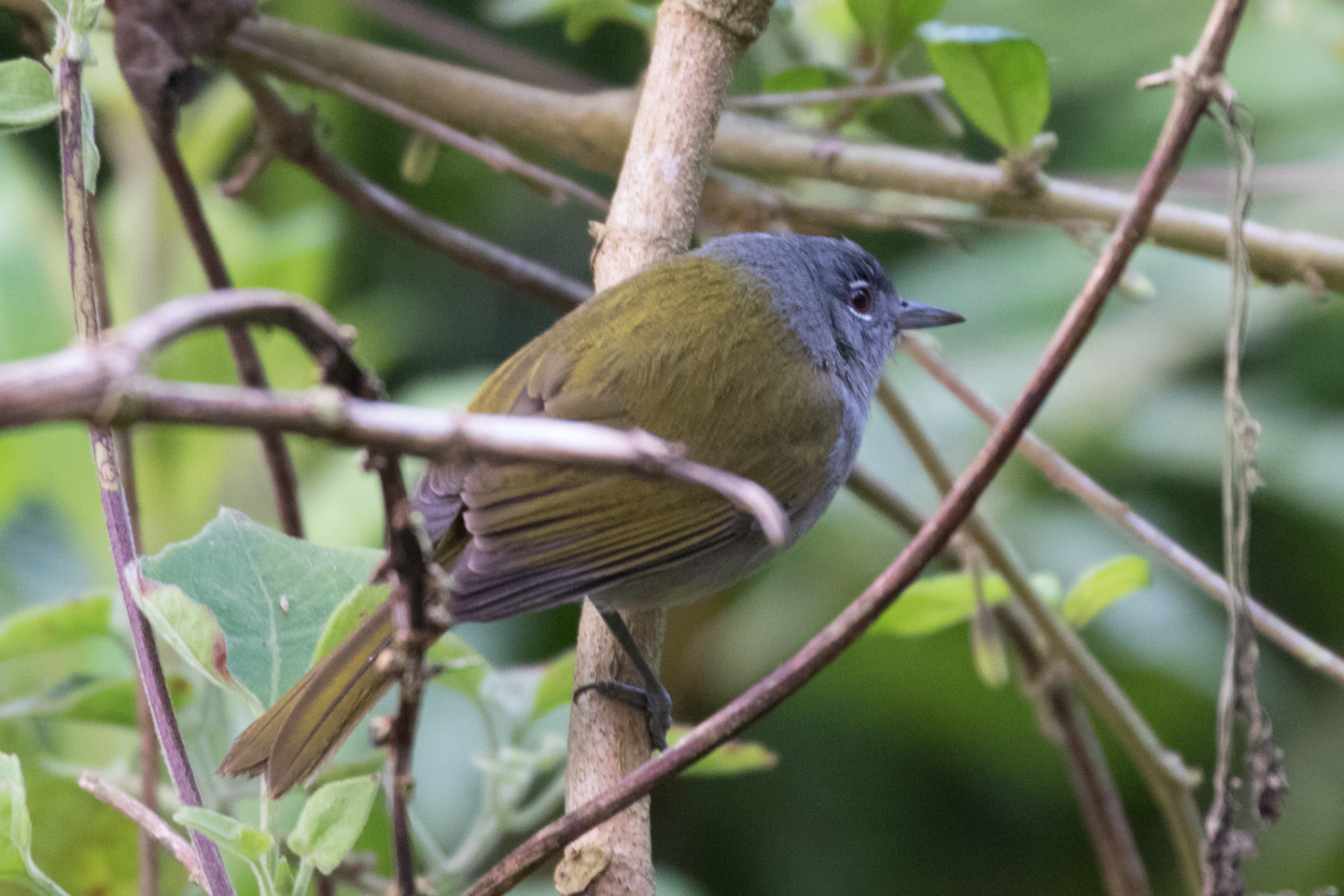 Birds Sieppo カルーナ×グリーン 0239 Birding Tours from Puerto Plata, Sosua, or Cabarete » Explora Ecotour