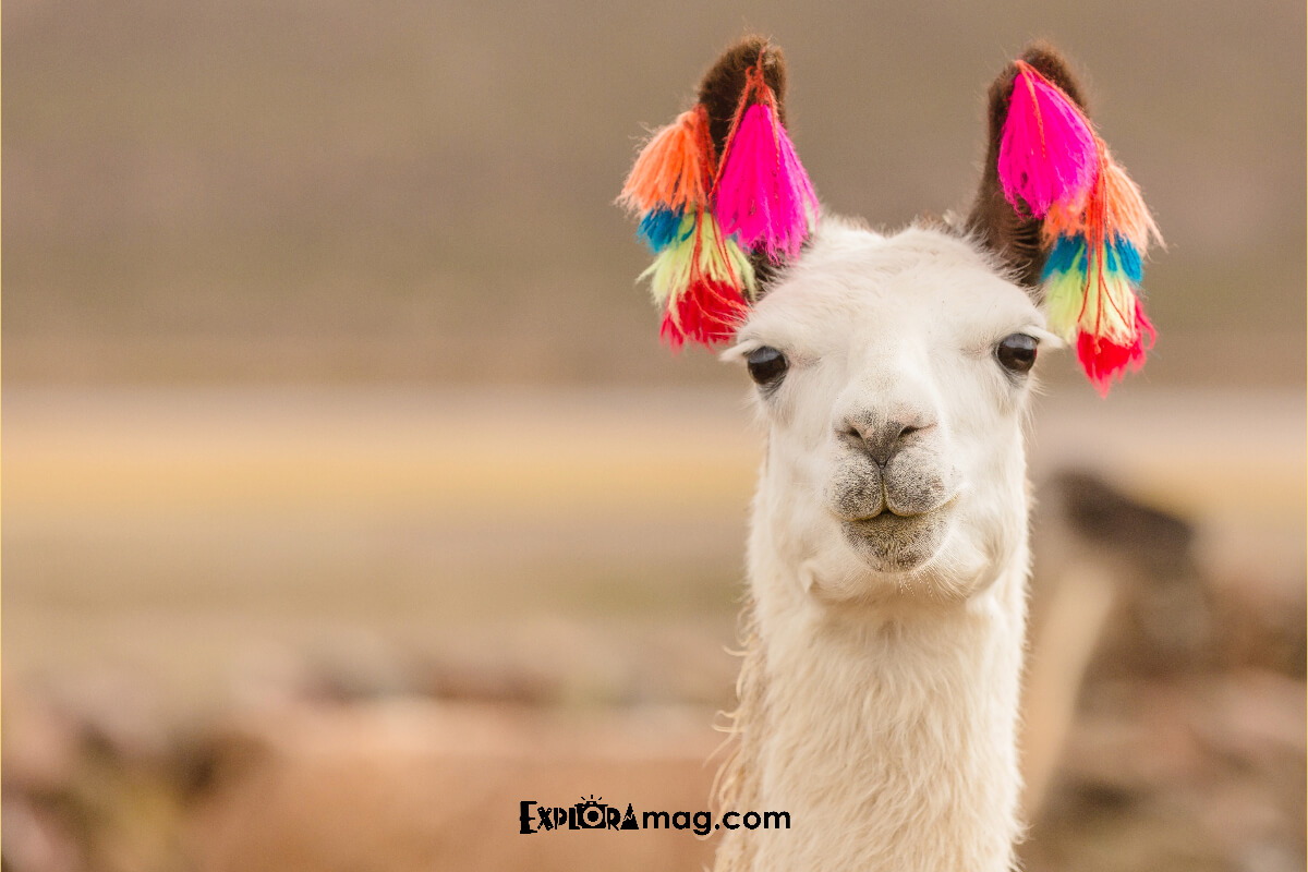 llama peruana